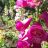 Foxglove